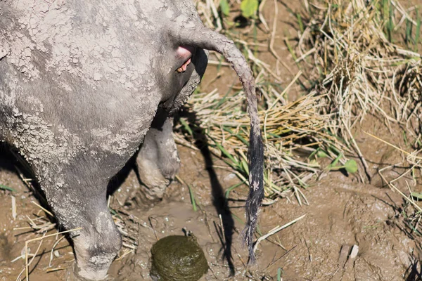 Buffalo Taking Shit Rice Field — Stock Photo, Image