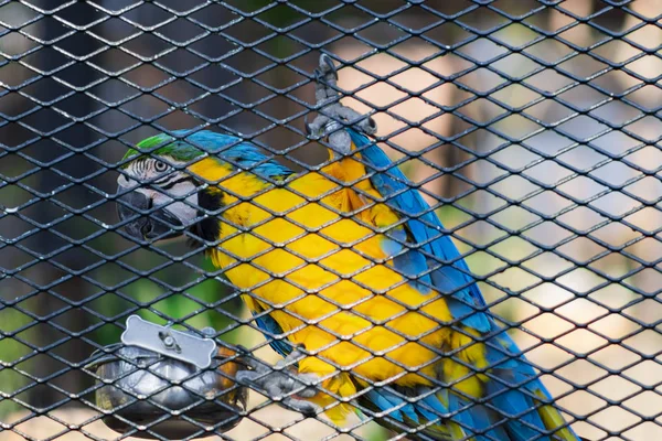 Papuga Macaw Stalowej Klatce — Zdjęcie stockowe