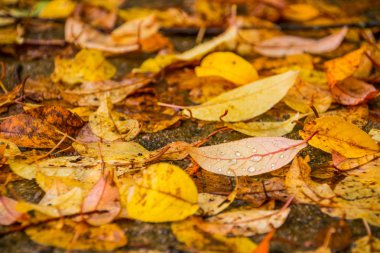 Sonbahar konsepti. Sonbahar geçmişi. Sonbahar arka plan olarak renkli yaprakları düşüyor. Çeşitli ağaçların otumnal yaprakları seti. sarı arka plan. Soyut yaprakları doku