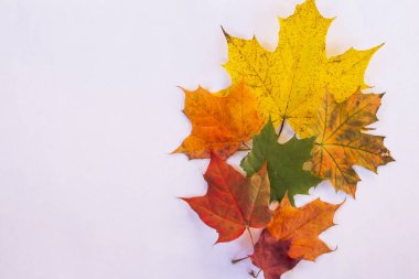 sarı yaprak. yeşil, kırmızı ve sarı akçaağaç beyaz izole yaprakları. renkli akçaağaç yaprakları. Sonbahar promosyonu. Sonbahar motif. Seçici Focus. sonbahar buketi. bir Herbarium için koleksiyon. Boşluk Kopyala. 