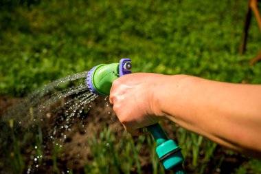 Kıdemli kadının el ile bahçe sulama tesisleri, concept.watering çiçekler, yakın çekim Bahçe Hortum, su sıçramalarına, taze yeşil çim. Kopya alanı