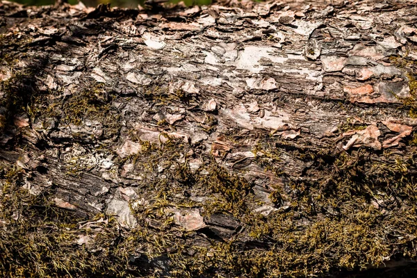 arka plan olarak ağaç kabuğu. Yeşil yosun eski ağaç üzerinde. Kabuk backgrounf. Ahşap doku