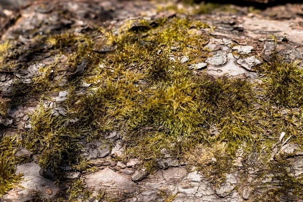 Old wood tree bark texture with green moss. Moss on old tree. Wooden texture. — Stock Photo, Image