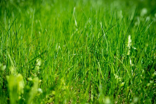 Hintergrund eines grünen Rasens. Grünes Gras Textur Grünes Gras eines Feldes, Wiese. Umweltschutz. Umweltkonzept schützen. — Stockfoto