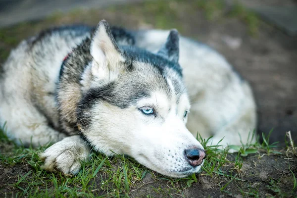 Sibiřský husky pes s modrýma očima leží na trávníku a vypadá dopředu. na pozadí jsou zelené trávy. Venkovní relaxační pes — Stock fotografie