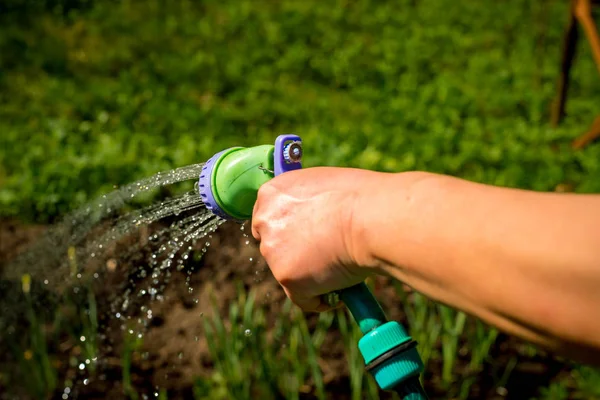 Kıdemli kadının el ile bahçe sulama tesisleri, concept.watering çiçekler, yakın çekim Bahçe Hortum, su sıçramalarına, taze yeşil çim. Kopya alanı