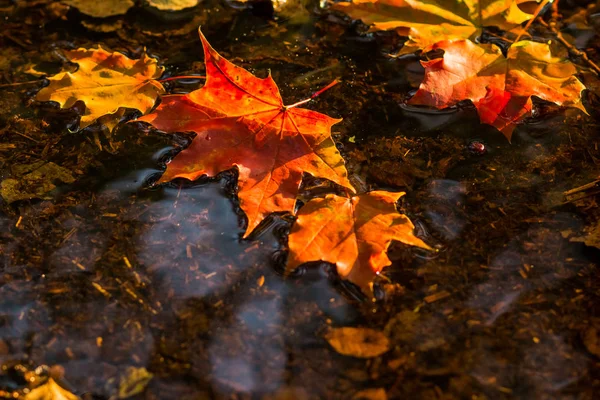 Akçaağaç yaprağı suda yüzen sonbahar akçaağaç yaprağı. Renkli yaprakları azıyorum. Seçici odak. Sunny sonbahar günü. Sonbahar kavramı. Merhaba Eylül, Ekim — Stok fotoğraf