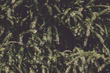 Noel ağacı dalları yapılmış yaratıcı düzeni. Düz yatıyordu. Doğa yeni yıl kavramı. Tonlu görüntü. Seçici odak. Noel ağacı dalları arka plan.