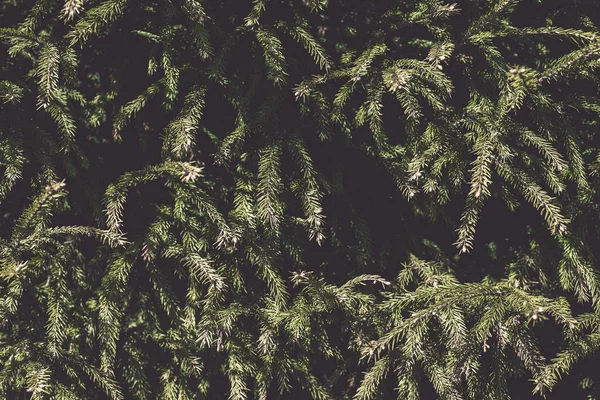 Noel ağacı dalları yapılmış yaratıcı düzeni. Düz yatıyordu. Doğa yeni yıl kavramı. Tonlu görüntü. Seçici odak. Noel ağacı dalları arka plan.