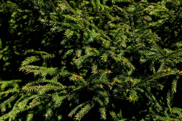 Background a texture furry tree branches for a Christmas card. elective focus . — стоковое фото