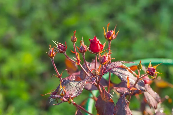 yabani gül çiçek. Doğa arka plan üzerinde kırmızı gül tomurcukları. Uzay kopyalayın. Kırmızı gül yaz bahçede büyür