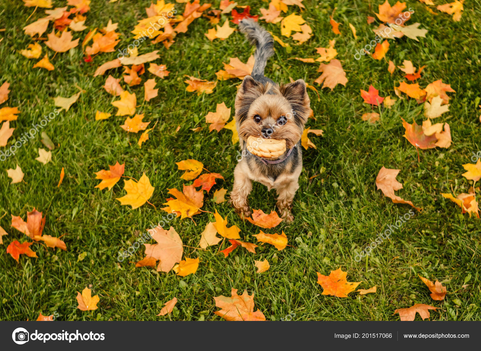 Yorkshire Terrier With Short Hair Running Through Autumn Park Dog