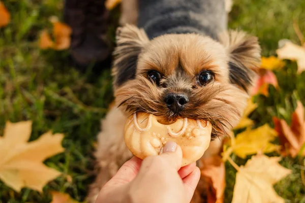 Yorkshire Terrier.Dog Çin takvimine göre sarı Dünya köpek yıl New 2018 yıl, sembolüdür. Evde beslenen hayvan, köpek, adamın sadık dost. Sonbahar Park'ta yürüyordunuz. — Stok fotoğraf