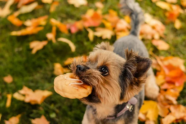 Parkta Yorkshire Terrier köpek yürümek. Sonbahar park. Park Outdoor.terrier köpek düşen sarı yapraklar üzerinde yürüyen komik küçük köpek oyuncak renkli yaprakları arka plan, çim ile — Stok fotoğraf