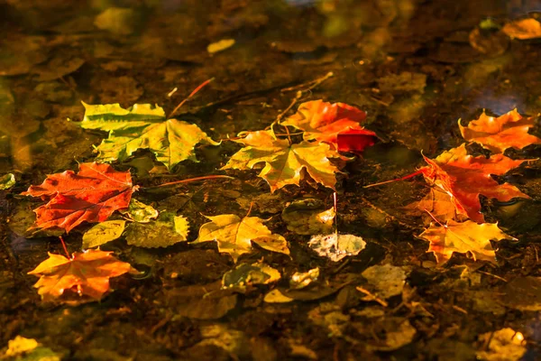 Sárga, színes juharlevelek sötét vízen úszó. juharlevél, víz, tó, tó. Hello ősszel, október természet színeit. Másolja a hely. Szezonális változások. — Stock Fotó