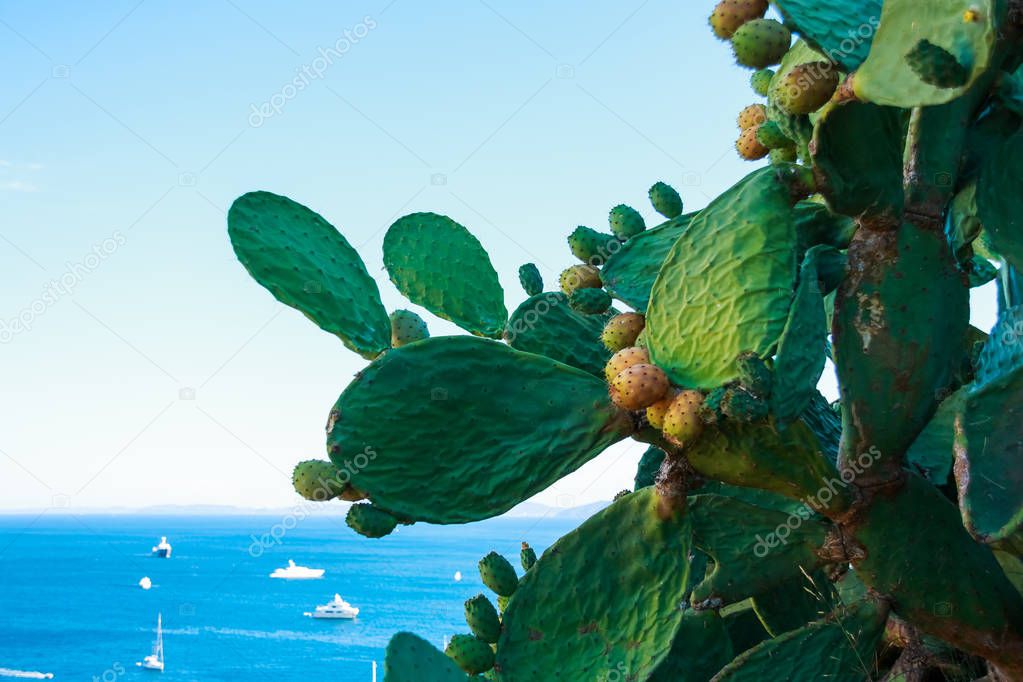 cactus Opuntia with flowers on blue sea background.Selective focus.