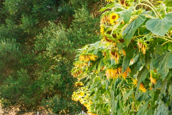 Sonnenblumen wachsen. Blühende Sonnenblumen auf dem Feld. Selektiver Fokus. copy space.beautifull blossom sunflower field.sunflowers in Blüte. Sommerkonzept — Stockfoto