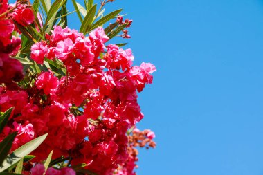 Mavi gökyüzü arka plan güzel pembe begonviller çiçek dalı. Pembe çiçekler. Kopya alanı