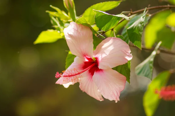 Beautiful Pink Hibiscus flower in full bloom on blurred sunny background.pink flower and green stem. Hibiscus Flowers in a tropical garden. Copy space