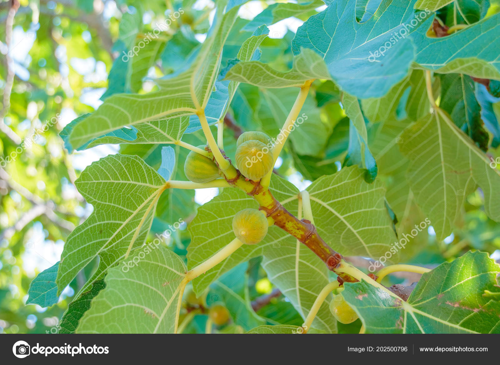 Figs ripening on a branch in a shady corner of a garden.Fig tree. Ripe