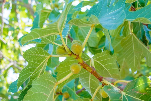 Higos madurando en una rama en un rincón sombreado de un jardín.Fig tree. Frutos maduros de higo en la rama de los arboles.Higos verdes en un día soleado. — Foto de Stock