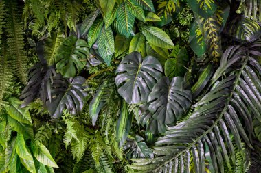 Yeşil arka plan kavramları. Tropikal palmiye yaprakları, orman yaprak yakın çekim. Güzel tropikal yaprak arka plan, doku çiçek kartı design.monstera yeşil tropikal yaprak yeşil