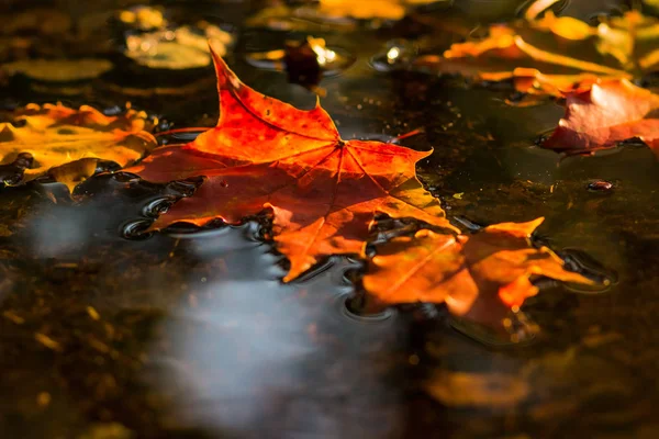 Sárga, piros Őszi juharlevelek a víz. Színes őszi levelek a pocsolya. Hello, szeptember, október. Másolja a hely — Stock Fotó