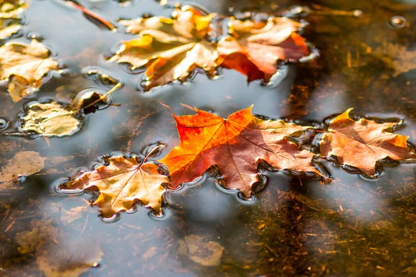 Gyönyörű őszi levelek beleesett a vízbe, az őszi eső. Ősz-hátterét. Színes levelek a pocsolya. — Stock Fotó