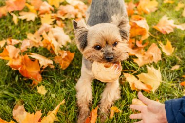 Yorkshire terrier çim, renkli yapraklarda çerçevede bir sonbahar parkta bir yürüyüş üzerinde arama yapar. Sonbahar çocuk oyunda küçük güzel köpek dış ile. İnsanlar ve pets kavramı.