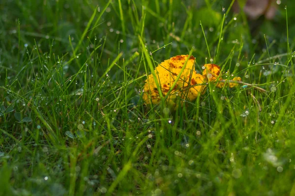 Frisse groene gras met dauw druppels dicht omhoog. gevallen herfstbladeren gele op groen gras achtergrond. gras in bos na de regen. selectieve aandacht. Kopieer ruimte. Zijaanzicht. — Stockfoto