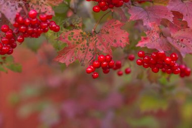 Kırmızı kartopu parlak sonbahar dalı ile sonbaharın kırmızı leaves.signs. Kartopu meyvesi. Parlak kırmızı yaprakları. Tıbbi berry. Fitoterapi. Vitamin C, çay kartopu yapılan, soğuğa karşı mücadele.