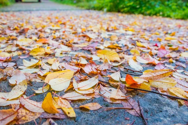 Színes őszi levelek ősszel a közúton. Szelektív összpontosít. Hello őszi koncepció. Sárga és piros levelek aszfalton, eső után. — Stock Fotó