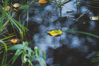 akçaağaç yaprağı suda yüzen sonbahar akçaağaç yaprağı. Karanlık Güz suda yüzen renkli yeşillik. Sonbahar yansıma su. Sezon kavramı. Merhaba sonbahar