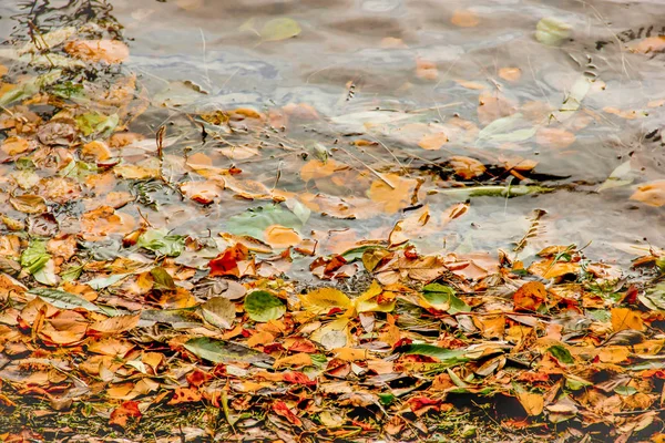 Hojas de otoño de árboles amarillos, verdes y rojos, composición del marco sobre fondo de agua. Gran textura de temporada con el estado de ánimo de otoño. Naturaleza october background.Various hojas de árboles muertos en colores de otoño flotando en — Foto de Stock
