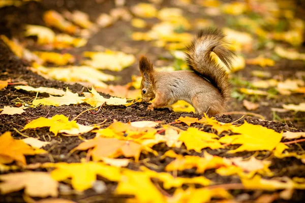 Söt och hungrig ekorre äter en kastanj i höst scen. hösten porträtt av ekorre, gul park med nedfallna löv, konceptet hösten natur förberedelse för vintern, Rödhårig lilla odjuret i den — Stockfoto