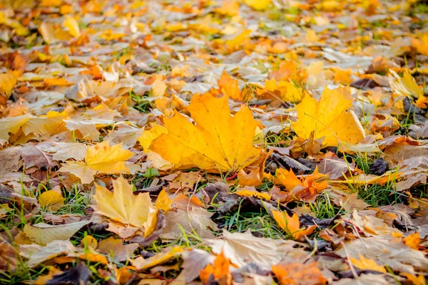 Sarı ve turuncu akçaağaç, güzel sonbahar yatay, toprak ve güneş üzerinde bırakır. Renkli yeşillik parkta. Düşen yaprakları doğal arka plan. Seçici odak — Stok fotoğraf