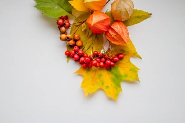 Parlak sarı sonbahar yaprakları, kestane, çam kozalakları ve metin kopyalama yeri olan beyaz bir arka planda turuncu physalis çiçekler. Physalis veya Çince fener bitkiler ve akçaağaç yaprakları. Doğal renkli