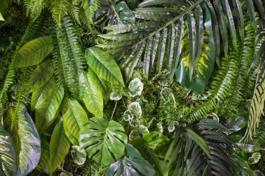 Tropikal yaprakları desen. Yeşil yaprak egzotik bitkiler karanlık bir orman arka planda sorunsuz. Çiçek baskı için sanatsal fotoğraf kolaj. Doğal yaprakları palmiye, muz, Monstera şablon zemin.