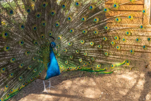 Pavo real con plumaje completo en la temporada de apareamiento abierto.Una foto de cerca de Green Peafowl, pavo real abriendo su pluma de la cola. — Foto de Stock