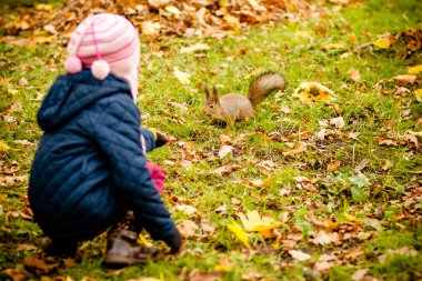 Sincap sonbahar park besleme kız. Küçük kız mavi trençkot ve kahverengi deri çizme izlerken vahşi hayvan, altın meşe ve akçaağaç yaprağı ile sonbahar ormandaki. Çocuk açık havada oyun. Oynayan çocuklar