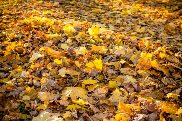 Gyönyörű őszi time.colorful őszi levél, eresz. Természet háttér. Meleg színek, a Autumn.background, a színes levelek, Park, föld, sárga, piros, zöld leaves.change-évszakok koncepció — Stock Fotó