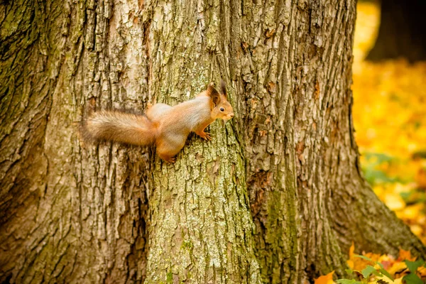 Een wilde squirel gevangen in een koude zonnige herfstdag, grappige schattig squirel is op de boom in de herfst park. Kleurrijke natuur, val seizoen concept — Stockfoto