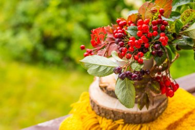 Sonbahar çilek, chokeberry siyah meyveler, rowan berry ve eski bir bahçe bankta sarı eşarp. Sonbaharda hasat. Açık havada natürmort. Renkli buket dallar dağ kül ve Aronia.Copy