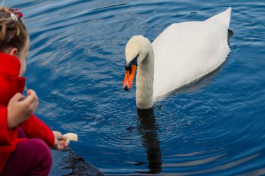 Çocuk şehir parkında beyaz kuğuyu besliyor, su üstünde kuğu besliyor, parkta kuşları besliyor, göl kıyısında. Karanlık bir gölde yüzen kuğular. Ördekler, kazlar, kuğular da dahil olmak üzere vahşi kuşları besleyen bir aile.