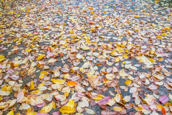 Deserted Straight Mountain Road on a Rainy Autumn Day. Some Fallen Leaves are on the Wet Asphalt. Beautiful Fall Colors. Autumnal background — Stock Photo, Image