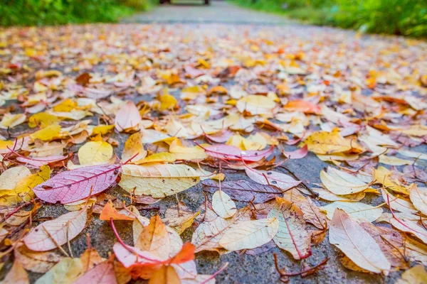 Gyönyörű többszínű őszi levelek, mint háttér. Őszi szezon. Színes levelek eső esik a sötét, nedves aszfalt háttér. Őszi idő, esős Időjárás — Stock Fotó