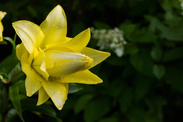 Lirio de Pascua, Lirio de flor larga, primer plano de flor de lirio amarillo en plena floración. Hermoso amarillo Hemerocallis sobre fondo verde de la naturaleza. Lirio floreciente. Copiar espacio — Foto de Stock