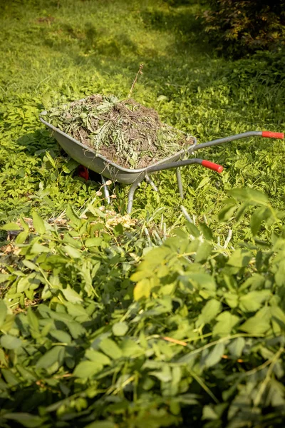 Carriola, carrello giardinaggio in acciaio con erba nel parco. Lavori di giardino.raccolta, raduno.falciatura del prato. Carrello in ferro con ruote per lavori di costruzione — Foto Stock