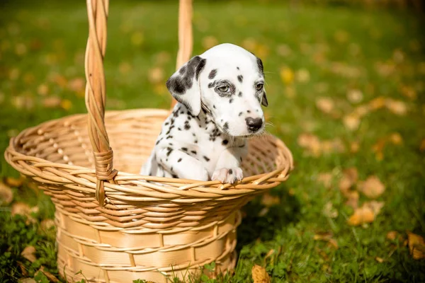 Il cane dalmata. Cane sullo sfondo del fogliame autunnale. Cucciolo dalmata in un cesto di vimini nel prato autunnale. Copia spazio — Foto Stock