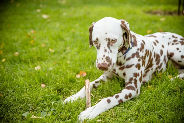 Doce Cachorrinho Bonito Cão Labrador Deitado Prado Verde Mastigar Pau — Fotografia de Stock